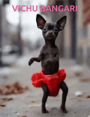 a picture of a chihuahua wearing a red skirt with the words vichu bangari written above it