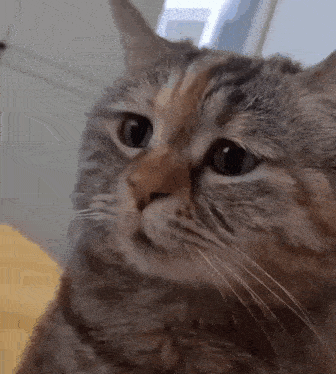 a close up of a cat 's face with a serious look on its face