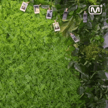a green wall with pictures hanging on it with a m + logo in the corner