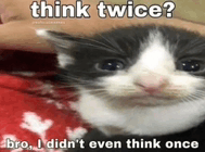 Cat Meme Stupid GIF - Cat Meme Stupid GIFs