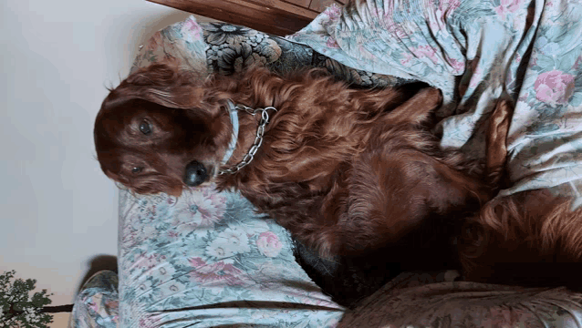 a dog is laying on a floral couch