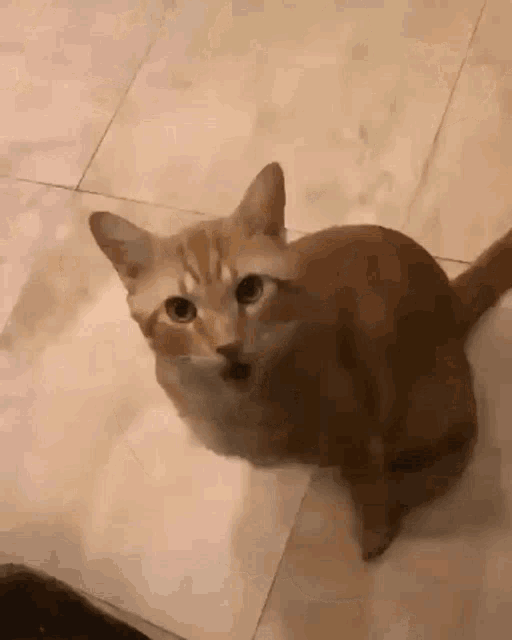Pets What GIF - Pets What Cats GIFs