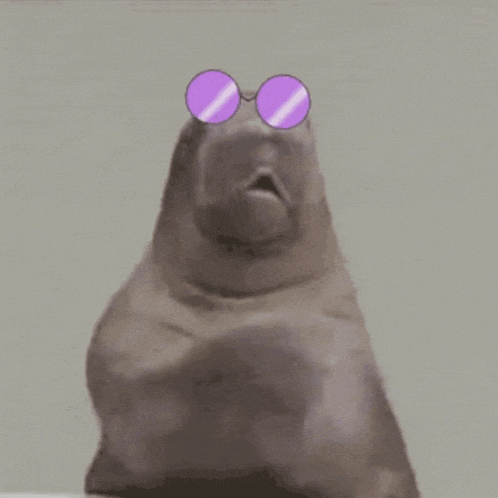 a seal wearing a pair of purple round sunglasses