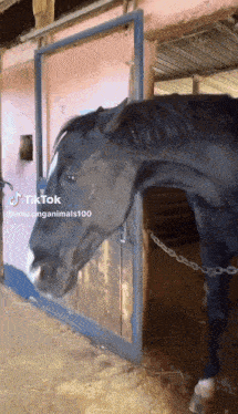 a horse is chained to a stable door and has a tiktok watermark on the bottom right