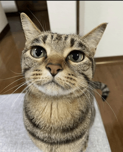 a close up of a cat 's face looking at the camera