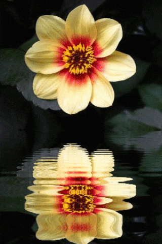 a yellow flower with red center is reflected in a body of water