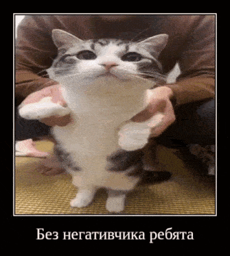 a man is holding a cat on its hind legs and it is looking at the camera .