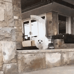 a small white dog is jumping in front of a building while wearing a bunny costume .