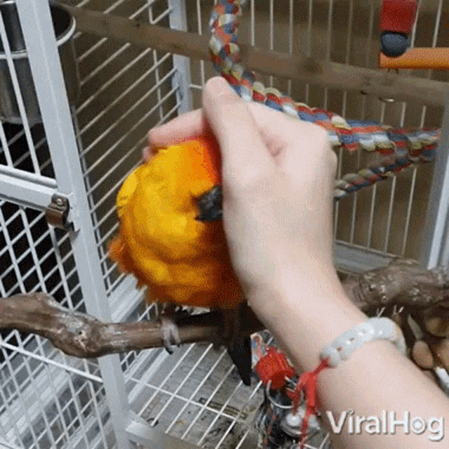Parrot Viralhog GIF - Parrot Viralhog Cuddle GIFs