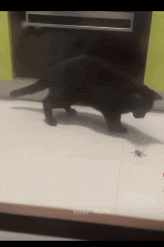 a black cat is walking across a white surface with a spider on it