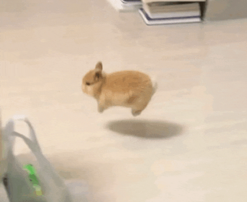 a small rabbit is jumping in the air on a white floor .
