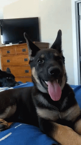Dog Tongue Out GIF - Dog Tongue Out Excitement GIFs