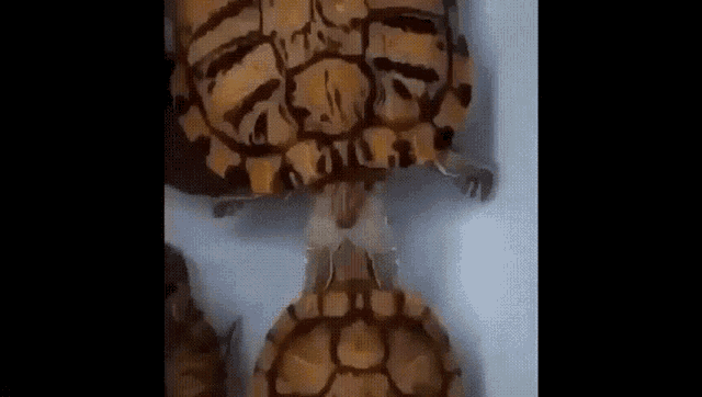 Turtle Funny Animals GIF - Turtle Funny Animals Funny Animal GIFs