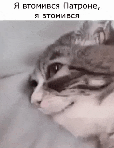 a close up of a cat 's face with a caption in a foreign language .