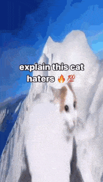 Cat Explain This Haters GIF - Cat Explain This Haters GIFs