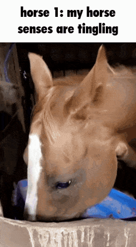 a horse is drinking water from a blue bucket with the caption " horse 1 : my horse senses are tingling "