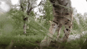 a lynx is standing in the grass in a field .