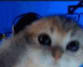 a close up of a cat wearing headphones and looking at the camera