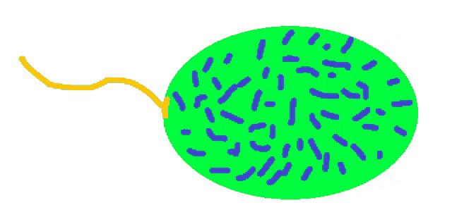 a drawing of a green circle with purple dots