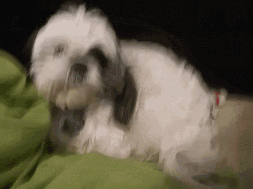 a small white dog laying on a green pillow