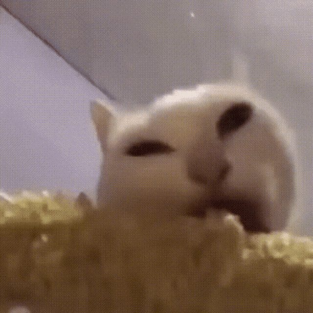 Cat Funny Cat GIF - Cat Funny Cat Cat Eat GIFs