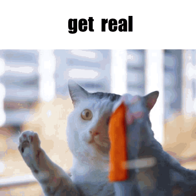 Get Real GIF - Get Real Cat GIFs