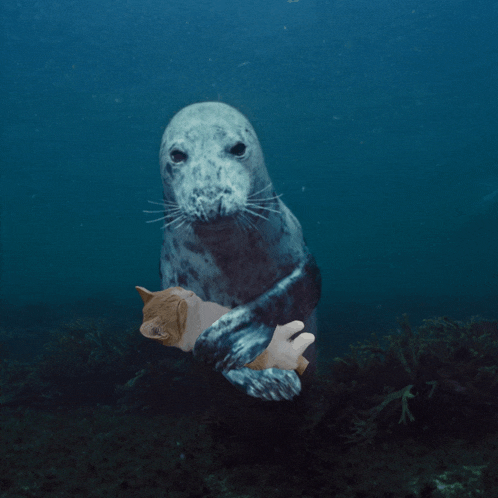 a seal is holding a cat in its arms in the water