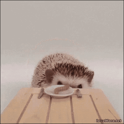 Hedgehog Nomnomnom GIF - Hedgehog Nomnomnom Cute GIFs