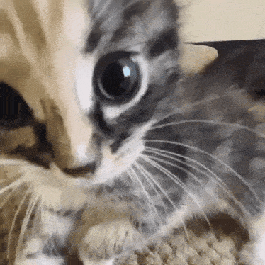a close up of a kitten 's face looking at the camera with its mouth open .