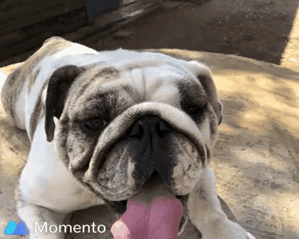 a bulldog laying down with its tongue hanging out and a momento logo behind it