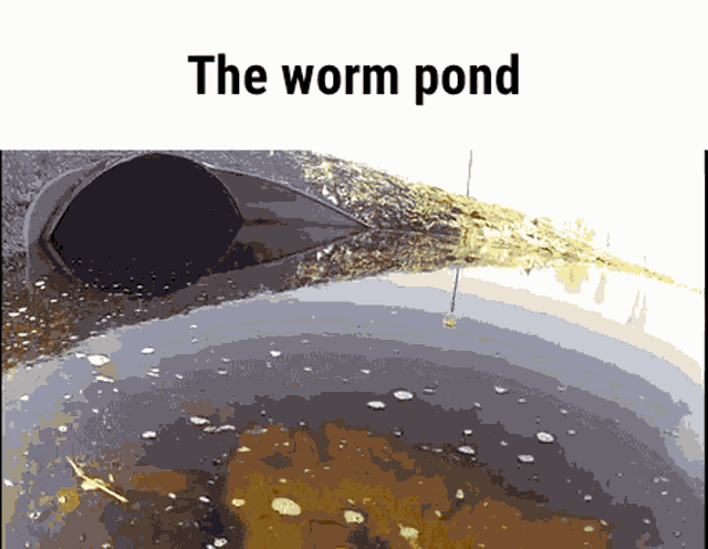 Worm Pond GIF - Worm Pond GIFs