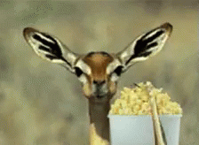 Popcorn Animal GIF - Popcorn Animal Eat GIFs