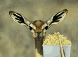 a gazelle with a bucket of popcorn in front of it