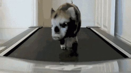 Going Ham GIF - Popular Treadmill Pig GIFs