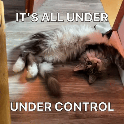 Contortion Contortion Cat GIF - Contortion Contortion Cat It'S All Under Control GIFs
