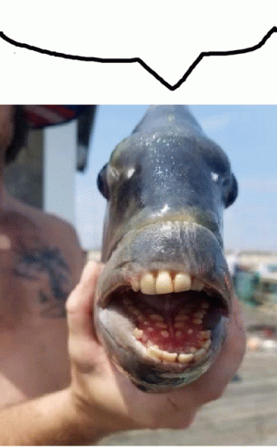 Fish Think2 This You GIF