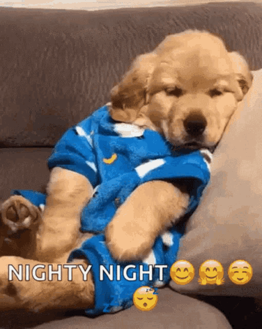 Good Night Dog GIF - Good Night Dog Cute Dog GIFs