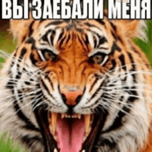 a close up of a tiger with its mouth open and a caption in a foreign language
