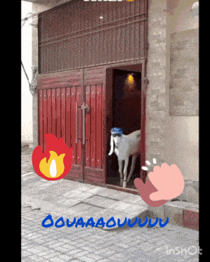 a goat wearing sunglasses and a hat is standing in a doorway next to a fire