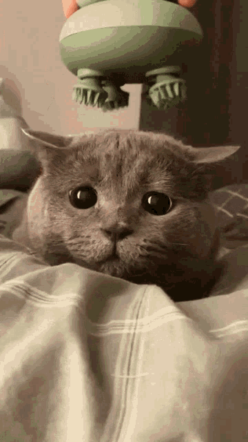 a close up of a cat laying on a bed with a green object on its head