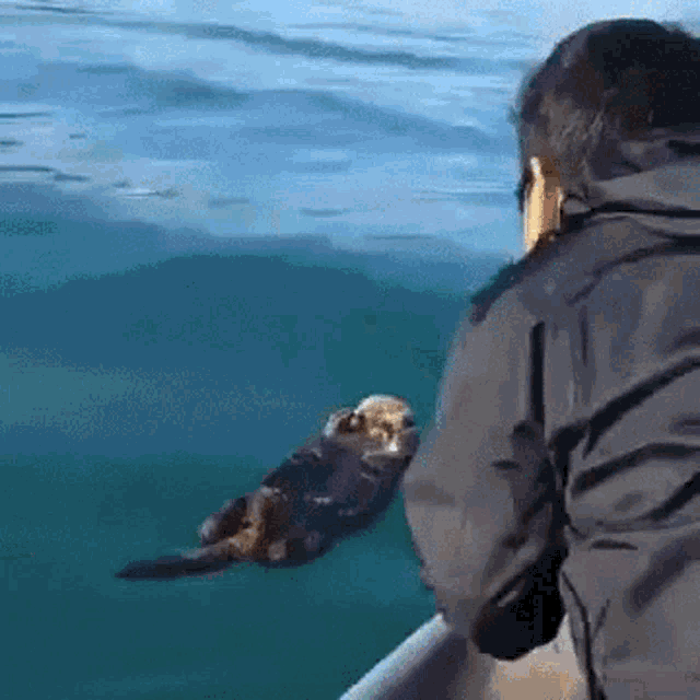 a man in a grey jacket is looking at an otter in the water