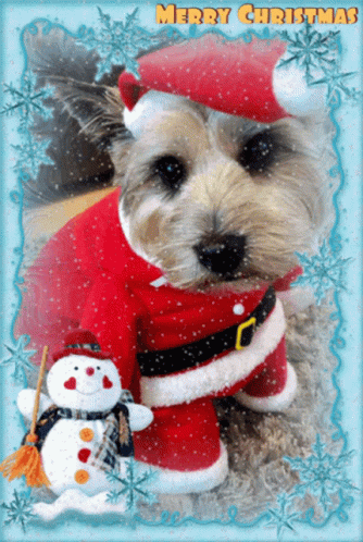 Cute Dog Christmas GIF - Cute Dog Christmas Dog GIFs