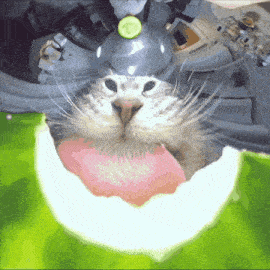 a cat with a cucumber on its head looks at the camera