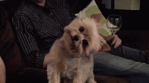 a man is sitting on a couch holding a glass of wine and a dog is sitting next to him .