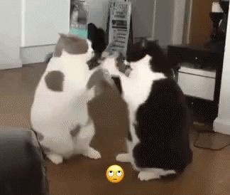 Cats Fighting GIF - Cats Fighting Cat Fight GIFs