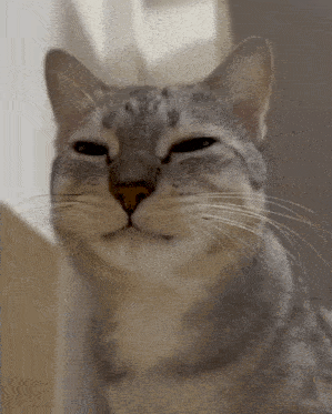 Cat Chews And Looks At The Camera Cat Eats And Looks At The Camera GIF - Cat Chews And Looks At The Camera Cat Eats And Looks At The Camera Cat Eats GIFs