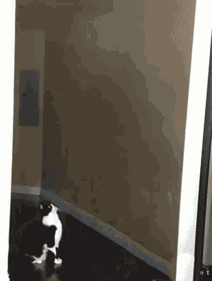 Cat Ufo GIF - Cat Ufo Ovni GIFs