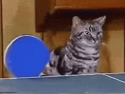 Cats Ping Pong GIF - Cats Ping Pong Table Tennis GIFs