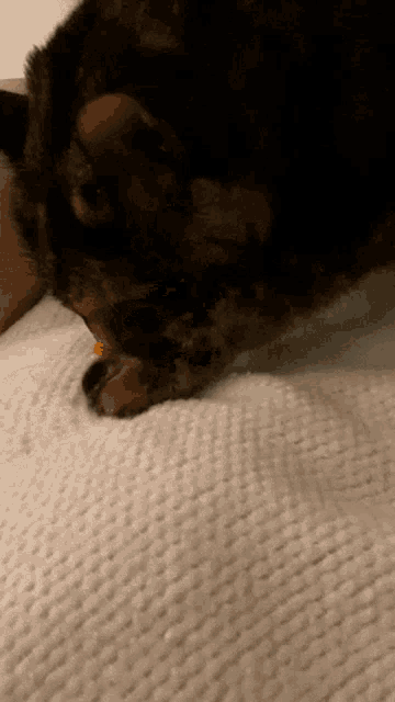 a cat is laying on a white blanket and licking its paw