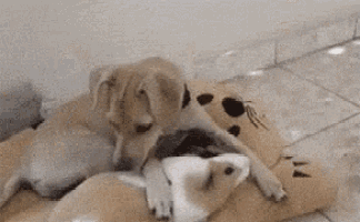 Cuddle GIF - Cuddle Dogs Hug GIFs